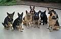 All_eight_dogs_on_driveway.jpg